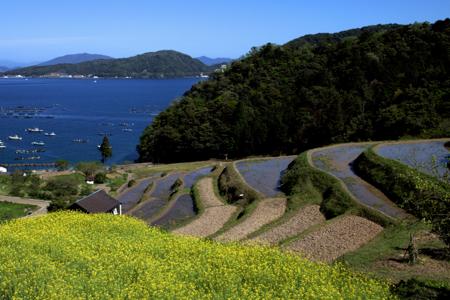 日引の棚田