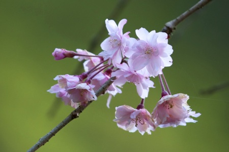 桜