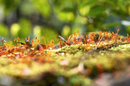 苔の芽