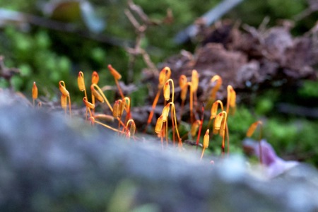 苔の芽